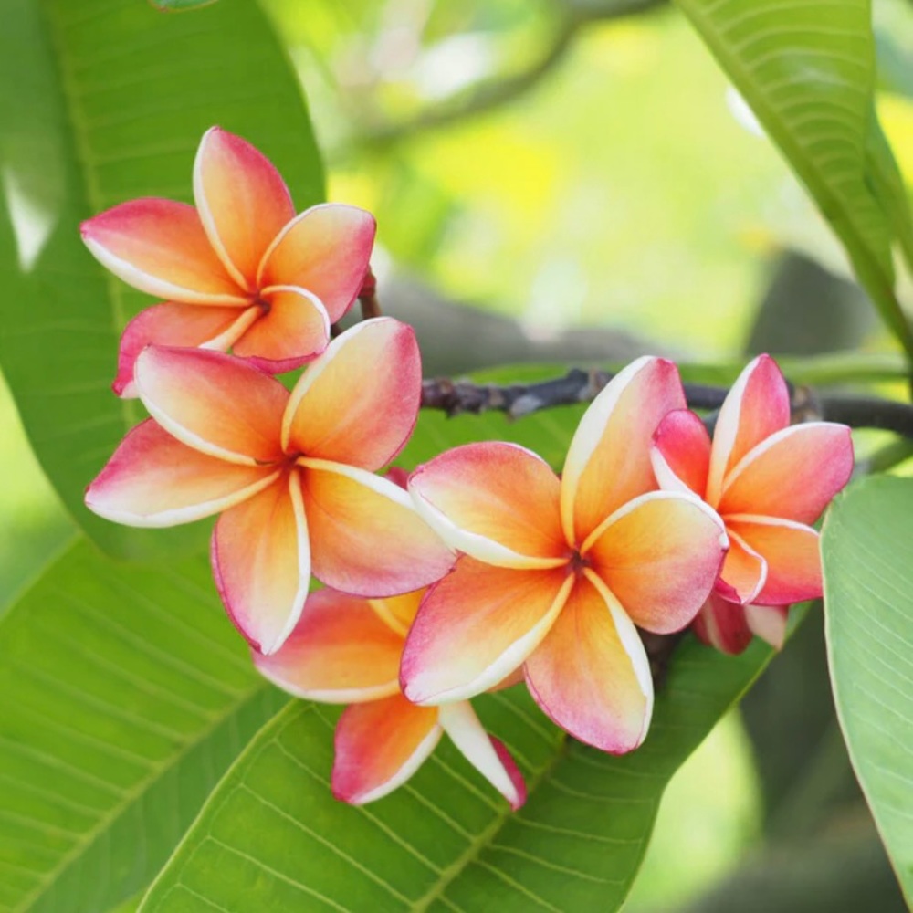 Plumeria Body Lotion - Picture 4 of 6